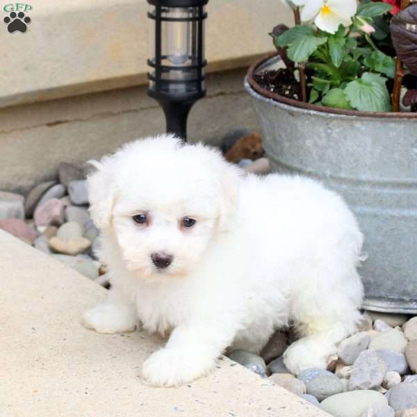 Oscar, Bichon Frise Puppy