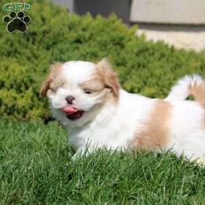 Oscar, Shih Tzu Puppy