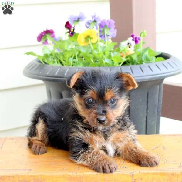 Oscar, Yorkie Puppy