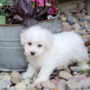 Oscar, Bichon Frise Puppy