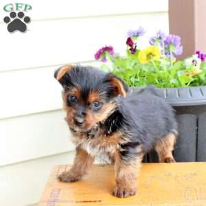 Oscar, Yorkie Puppy
