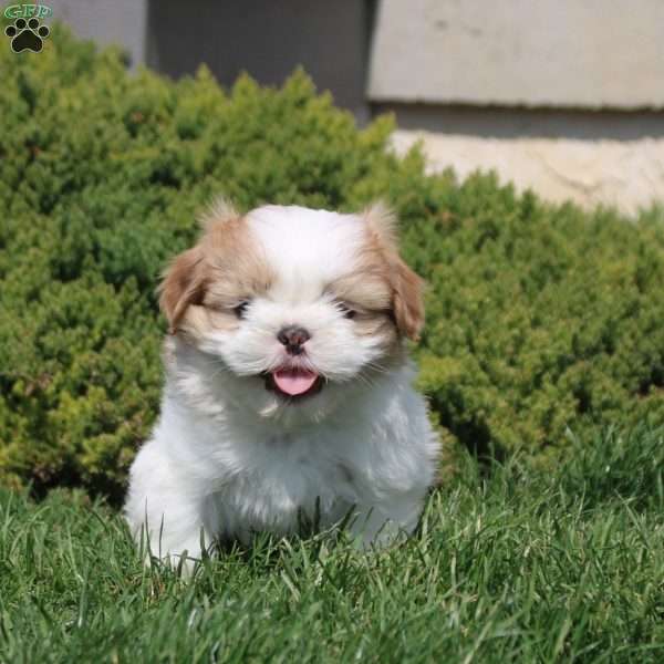 Oscar, Shih Tzu Puppy