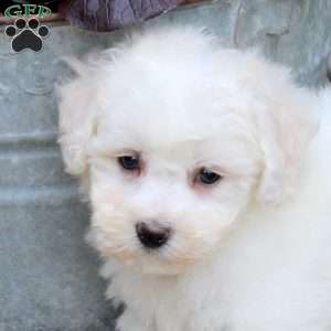 Oscar, Bichon Frise Puppy