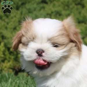 Oscar, Shih Tzu Puppy