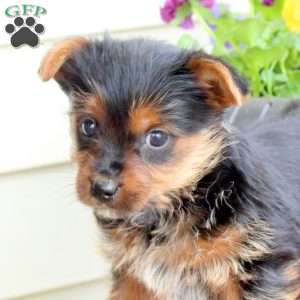 Oscar, Yorkie Puppy