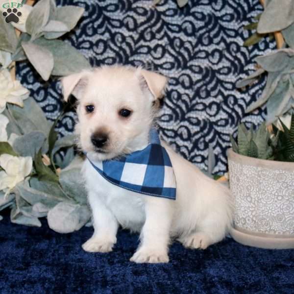Oscar, West Highland Terrier Puppy