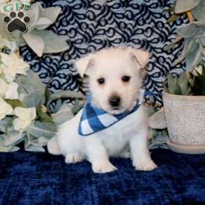 Oscar, West Highland Terrier Puppy