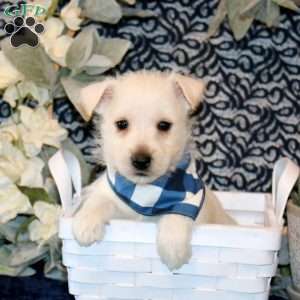Oscar, West Highland Terrier Puppy