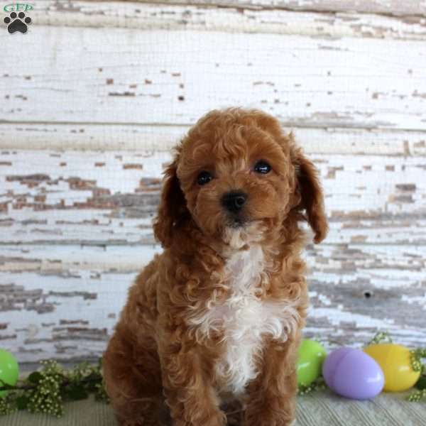 Oscar, Toy Poodle Puppy