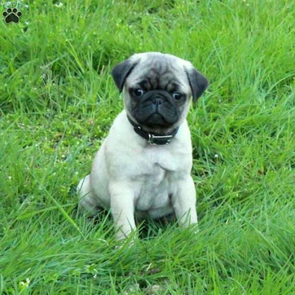 Otis, Pug Puppy