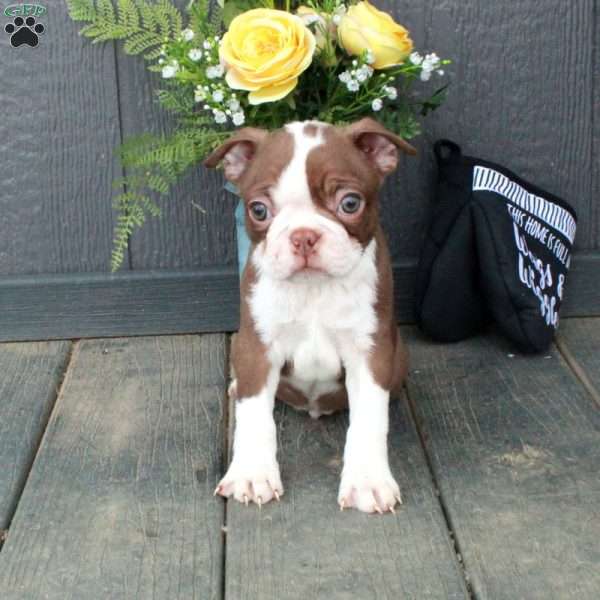 Otis, Boston Terrier Puppy