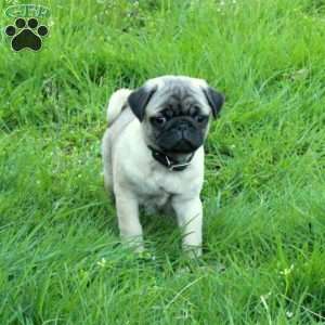 Otis, Pug Puppy