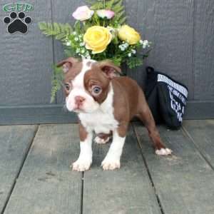 Otis, Boston Terrier Puppy