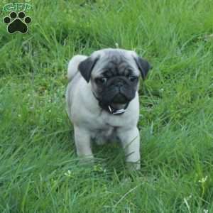 Otis, Pug Puppy