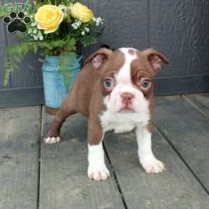 Otis, Boston Terrier Puppy
