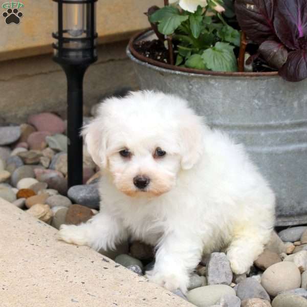 Otto, Bichon Frise Puppy