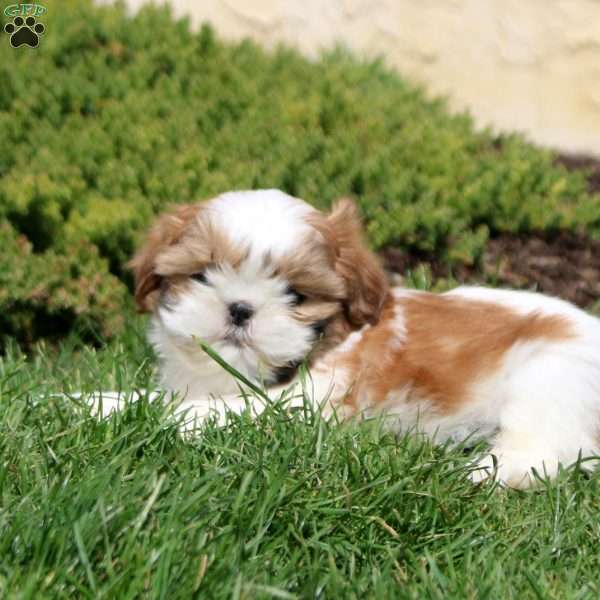 Otto, Shih Tzu Puppy