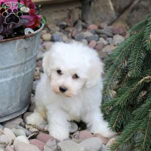 Otto, Bichon Frise Puppy