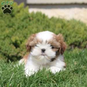 Otto, Shih Tzu Puppy