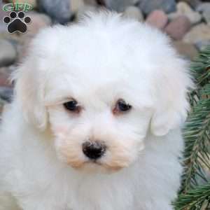 Otto, Bichon Frise Puppy