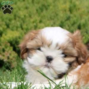 Otto, Shih Tzu Puppy