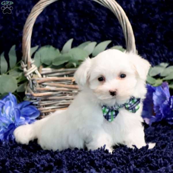 Owen, Maltese Puppy