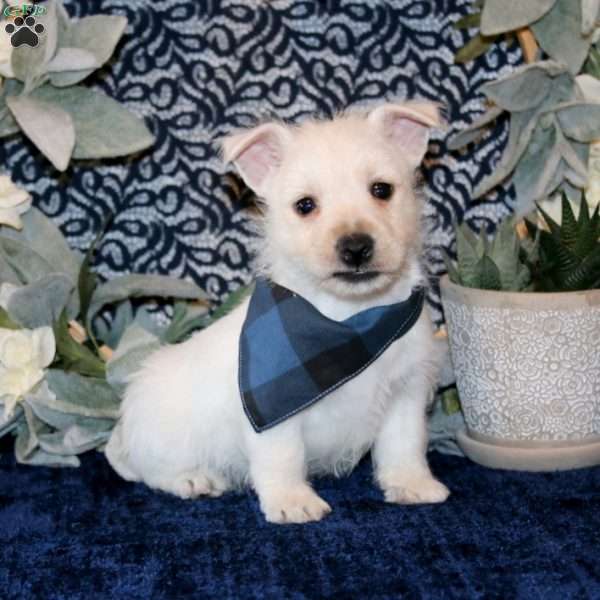 Owen, West Highland Terrier Puppy