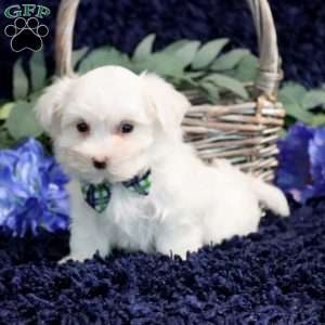 Owen, Maltese Puppy