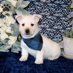 Owen, West Highland Terrier Puppy