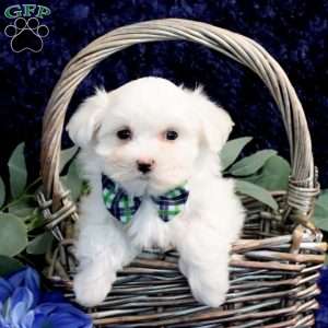 Owen, Maltese Puppy