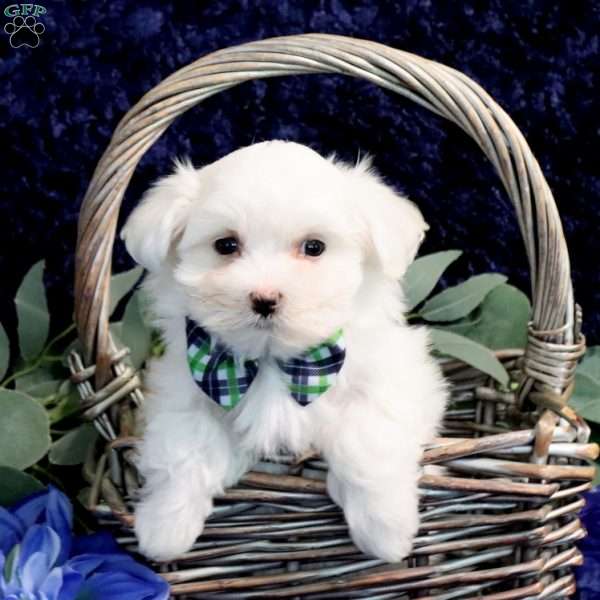 Owen, Maltese Puppy