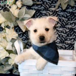 Owen, West Highland Terrier Puppy