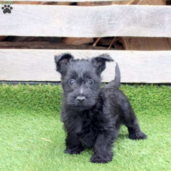 Oxford, Scottish Terrier Mix Puppy