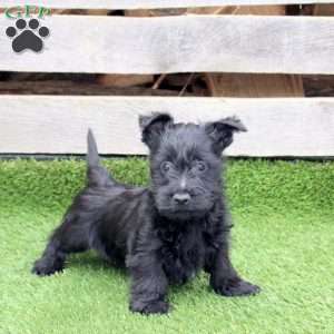 Oxford, Scottish Terrier Mix Puppy