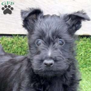 Oxford, Scottish Terrier Mix Puppy