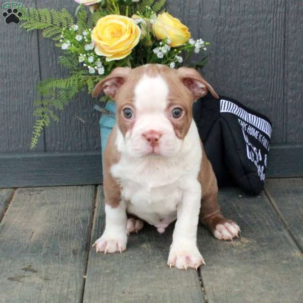 Ozzy, Boston Terrier Puppy