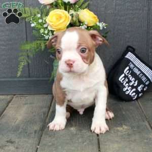 Ozzy, Boston Terrier Puppy
