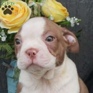 Ozzy, Boston Terrier Puppy