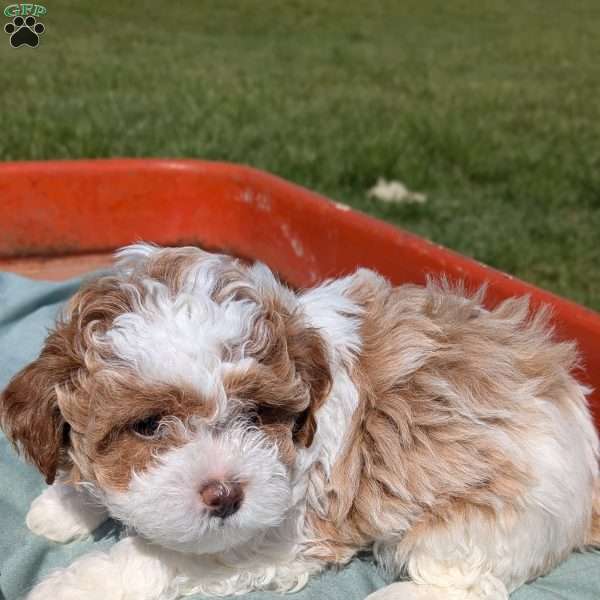 Jack, Toy Poodle Mix Puppy