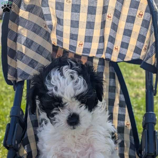 Mandy, Toy Poodle Mix Puppy