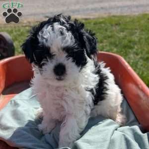 Mandy, Toy Poodle Mix Puppy