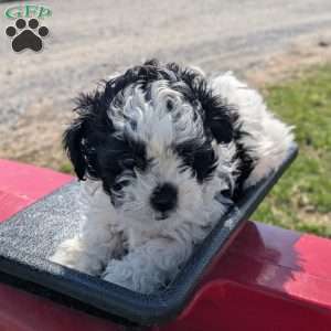 Mandy, Toy Poodle Mix Puppy