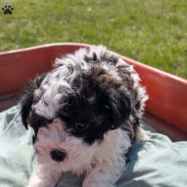 Jill, Toy Poodle Mix Puppy
