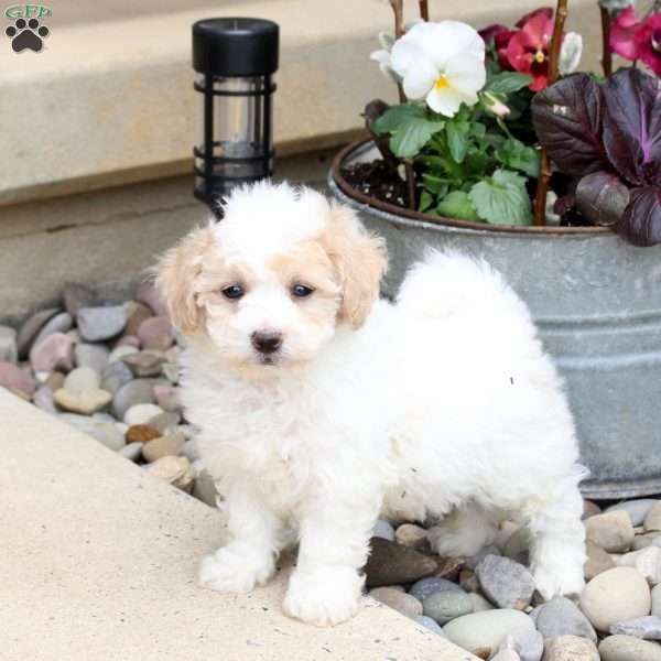 Pace, Bich-Poo Puppy