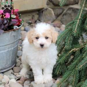 Pace, Bich-Poo Puppy