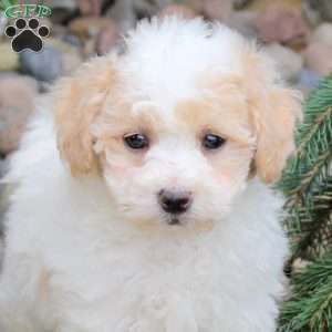 Pace, Bich-Poo Puppy