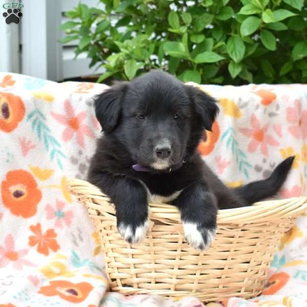 Paisley, Golden Retriever Mix Puppy