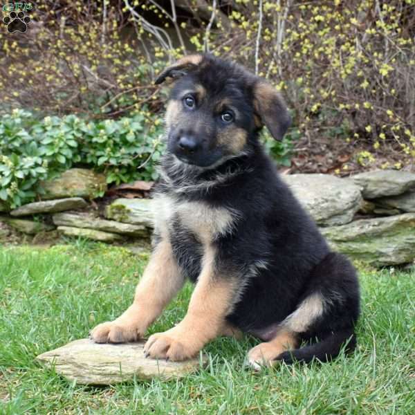 Paisley, German Shepherd Puppy