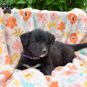 Paisley, Golden Retriever Mix Puppy