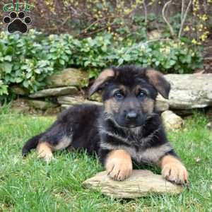 Paisley, German Shepherd Puppy